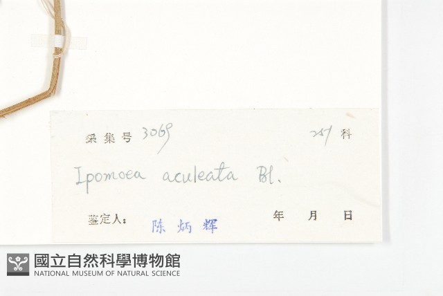 夜花薯藤藏品圖，第3張