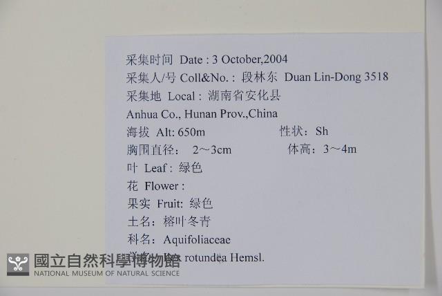 鐵冬青藏品圖，第2張