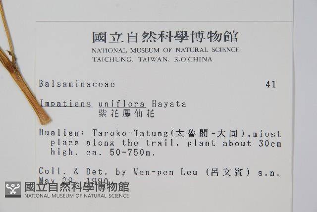 紫花鳳仙花藏品圖，第2張