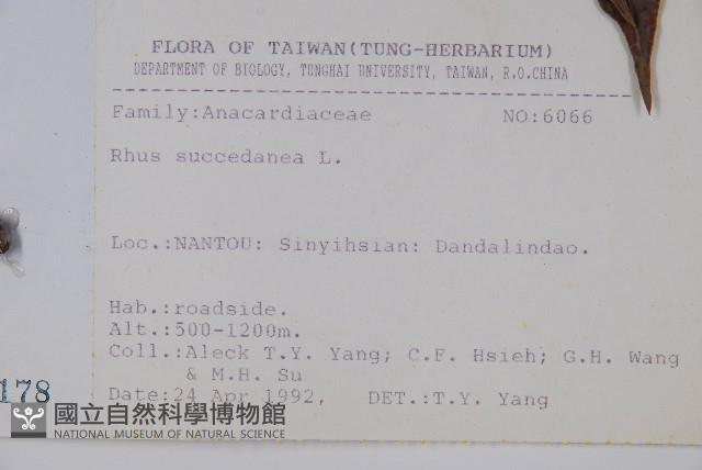 木蠟樹、山漆藏品圖，第2張