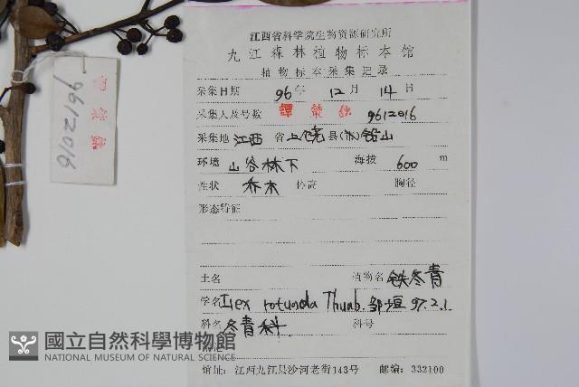 鐵冬青藏品圖，第2張