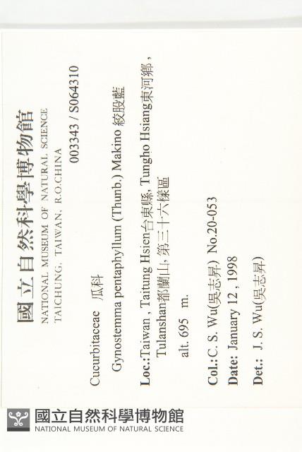 絞股藍藏品圖，第2張