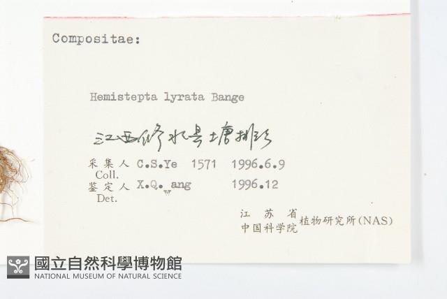 泥胡菜藏品圖，第3張