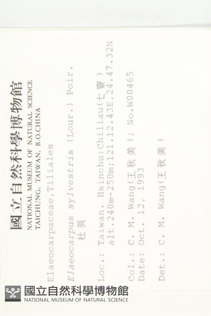 杜英、山杜英、蘭嶼杜英藏品圖，第2張