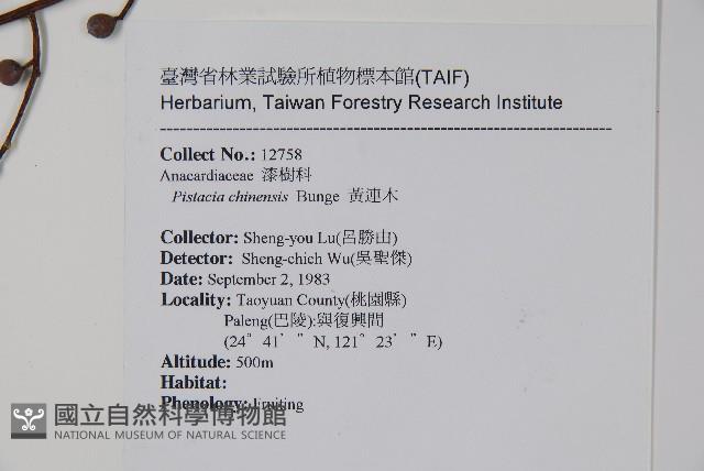 黃連木、爛心木藏品圖，第2張