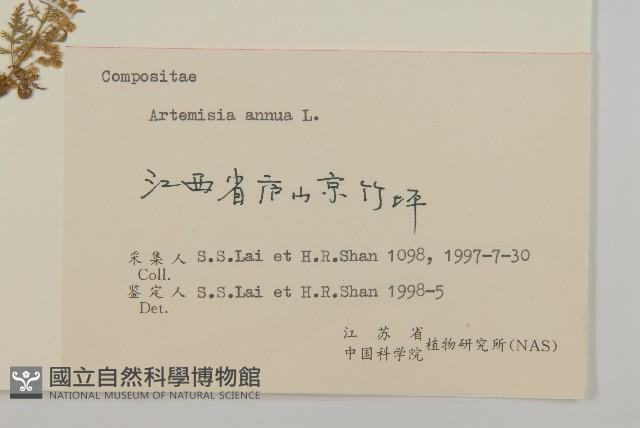 黃花蒿藏品圖，第3張