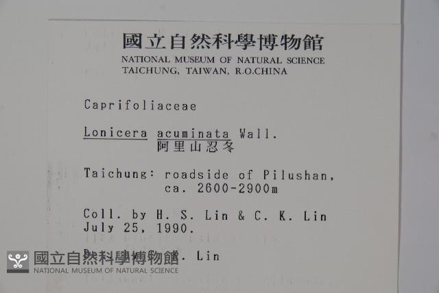 阿里山忍冬、漸尖葉忍冬藏品圖，第2張