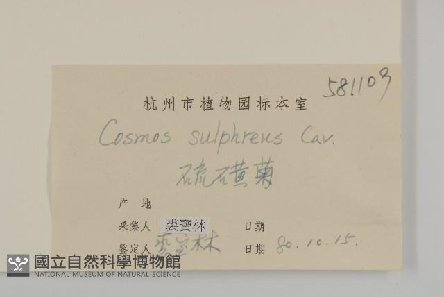 硫磺菊藏品圖，第3張