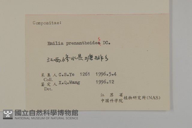 小葉一點紅藏品圖，第3張