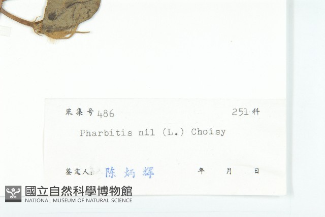 裂葉牽牛藏品圖，第3張