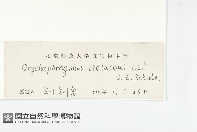 諸葛菜藏品圖，第3張