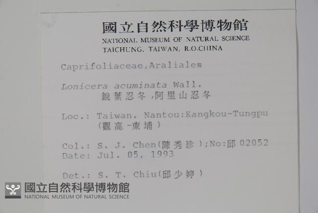 阿里山忍冬、漸尖葉忍冬藏品圖，第2張