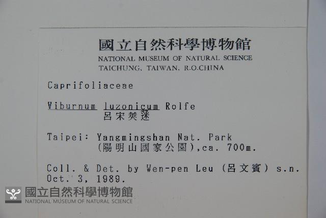 呂宋莢迷藏品圖，第2張