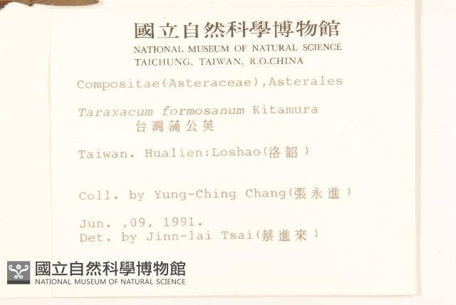 臺灣蒲公英藏品圖，第2張