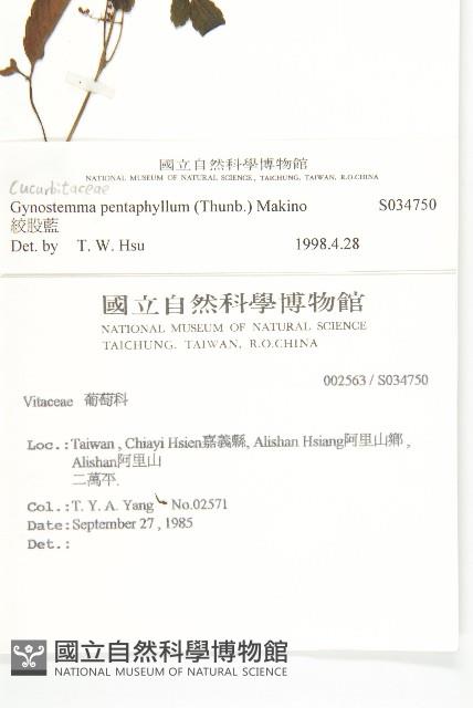 絞股藍藏品圖，第2張