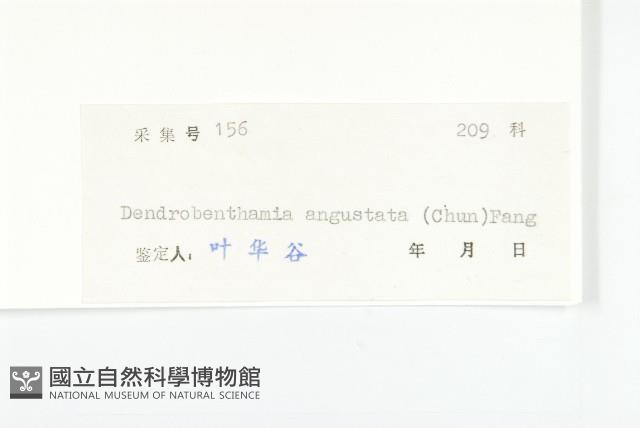 尖葉四照花藏品圖，第3張