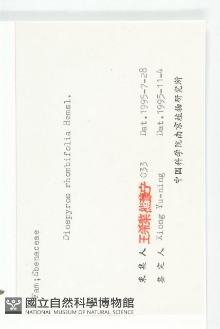 菱葉柿藏品圖，第3張