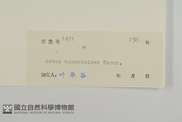 山白蘭藏品圖，第3張