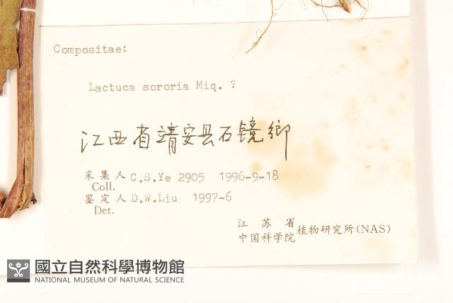 山萵苣藏品圖，第3張