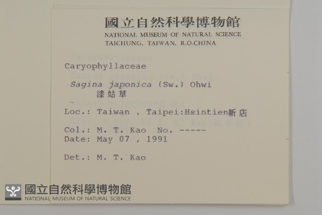 瓜槌草、漆姑草藏品圖，第2張