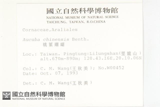 桃葉珊瑚藏品圖，第2張