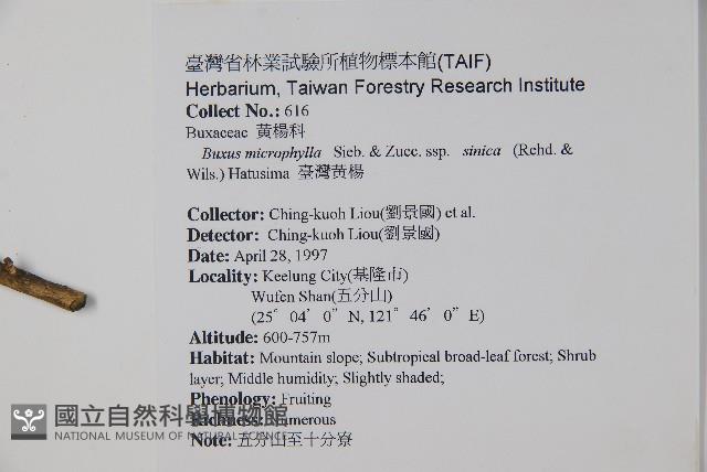 黃楊藏品圖，第2張