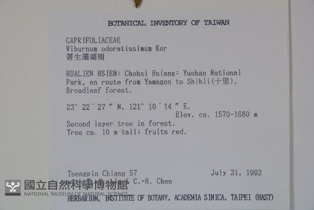 珊瑚樹藏品圖，第2張