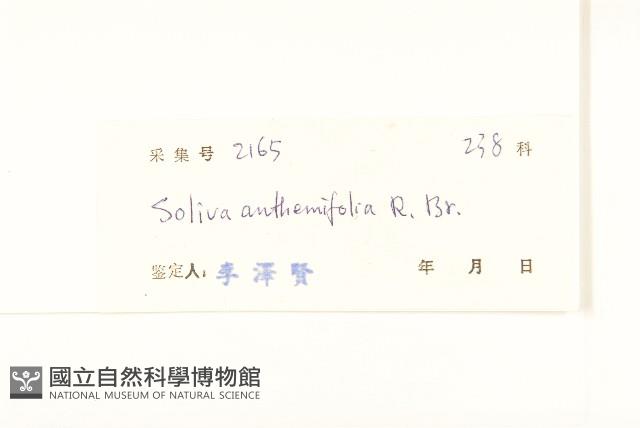 假吐金菊藏品圖，第3張