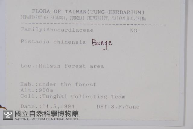 黃連木、爛心木藏品圖，第2張