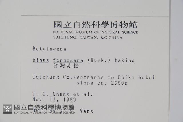 臺灣赤楊、臺灣榿木藏品圖，第2張