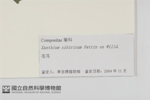 蒼耳藏品圖，第3張