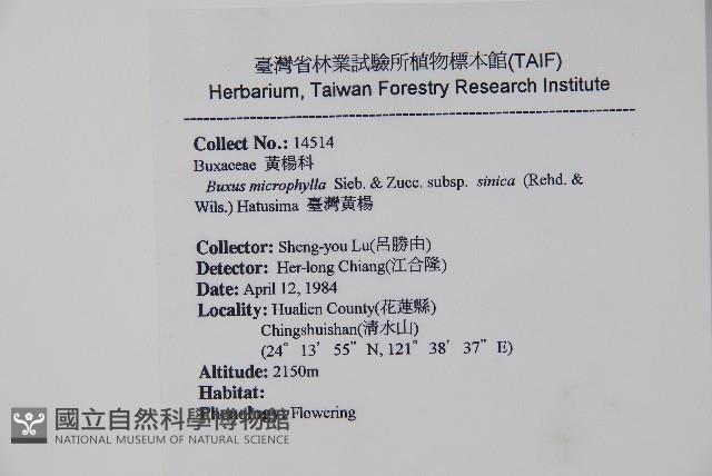 黃楊藏品圖，第2張