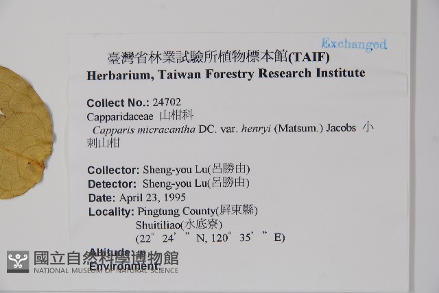 小刺山柑藏品圖，第2張