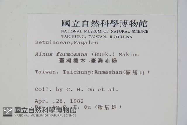 臺灣赤楊、臺灣榿木藏品圖，第2張