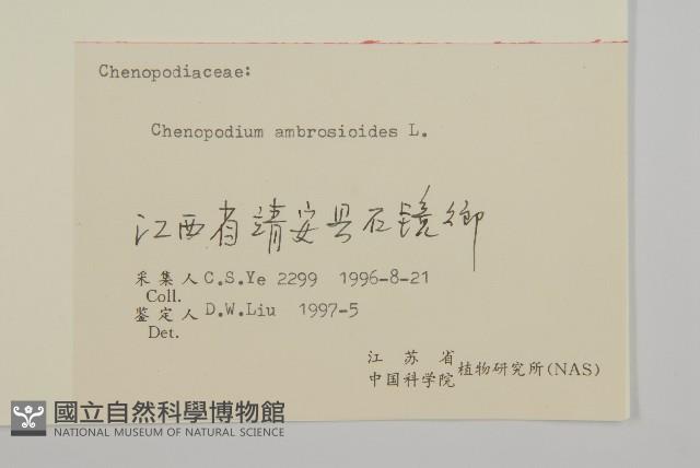 臭杏、土荊芥藏品圖，第3張