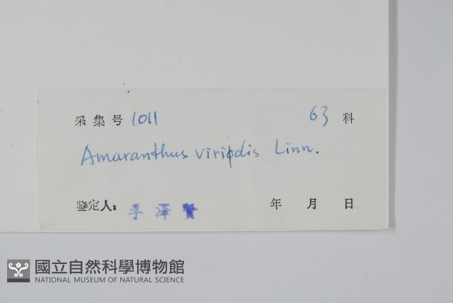 野莧菜藏品圖，第2張