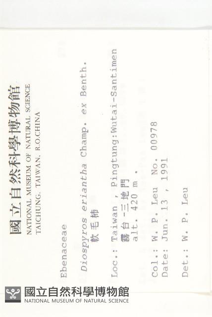 軟毛柿藏品圖，第2張