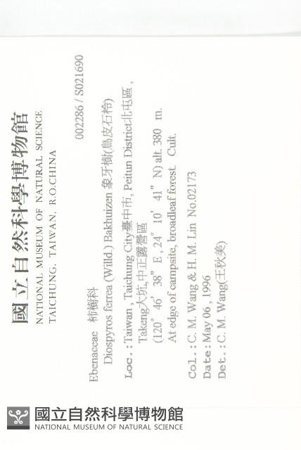 Philippine Ebony Persimmon Collection Image, Figure 2, Total 2 Figures