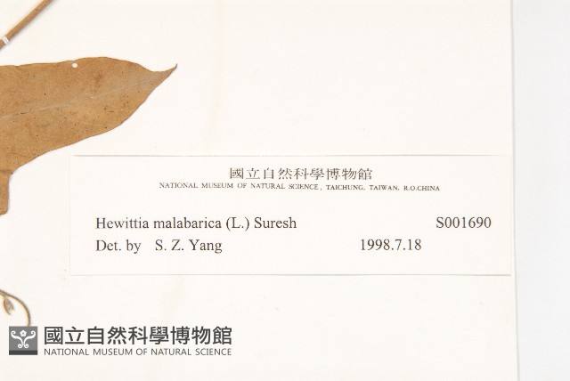 吊鐘藤藏品圖，第3張