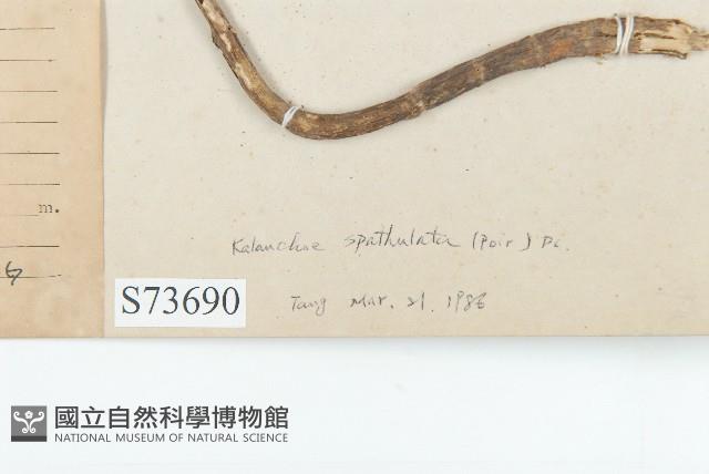 倒吊蓮、匙葉燈籠草藏品圖，第3張