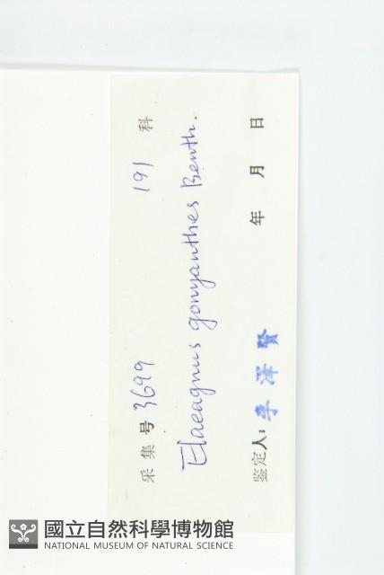 角花胡頹子藏品圖，第3張