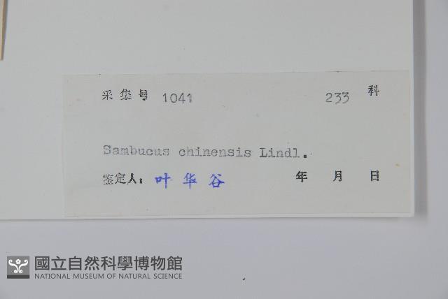 China Elder Collection Image, Figure 2, Total 2 Figures