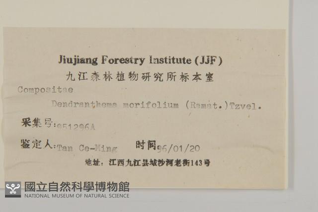 菊花藏品圖，第3張