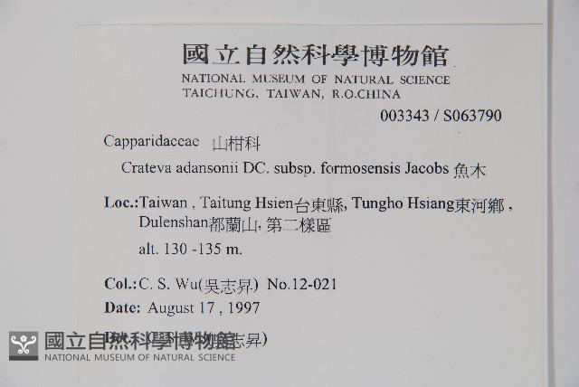 Spider tree Collection Image, Figure 2, Total 2 Figures