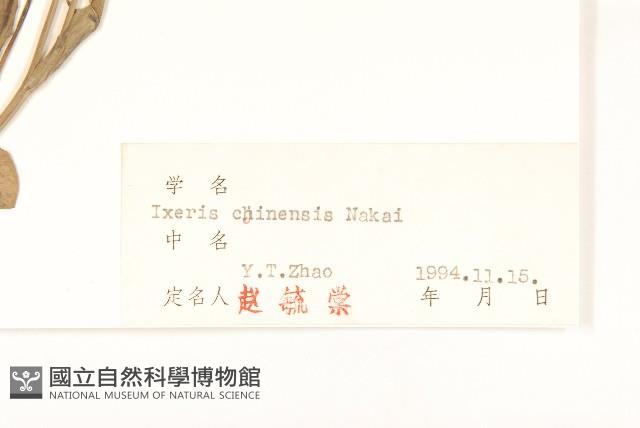 兔仔菜藏品圖，第3張