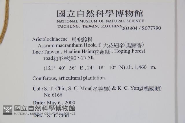 大花細辛、馬蹄香藏品圖，第2張