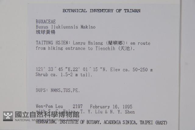 琉球黃楊藏品圖，第2張