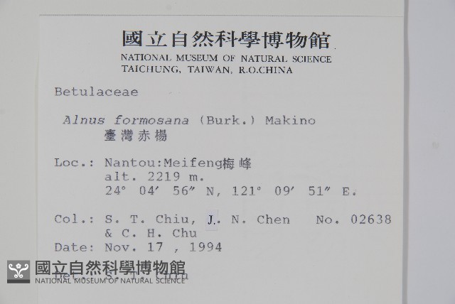 臺灣赤楊、臺灣榿木藏品圖，第2張