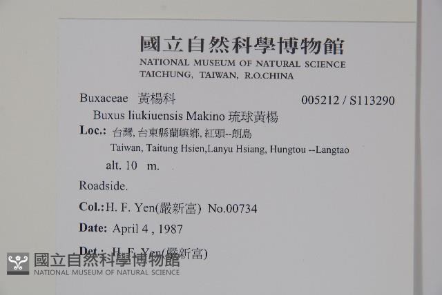 琉球黃楊藏品圖，第2張