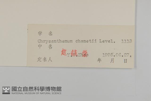 小紅菊藏品圖，第3張